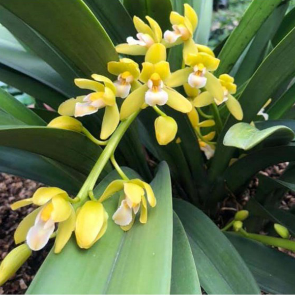 Kiếm Phan trí tự thụ size cây giống