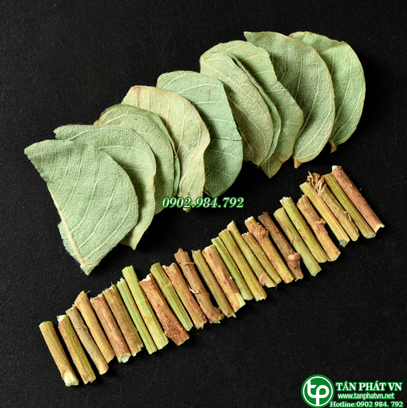[Túi lớn loại 1kg] Kim tiền thảo dược Tấn Phát - chuyên dùng để pha trà thanh nhiệt và giải độc