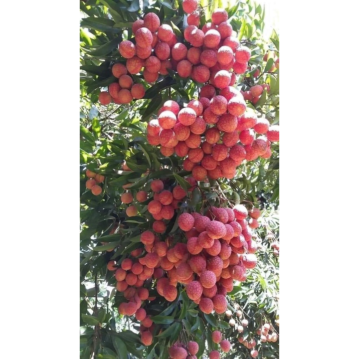 CÂY GIỐNG VẢI KHÔNG HẠT ( CHUẨN GIỐNG - SIÊU TRÁI )