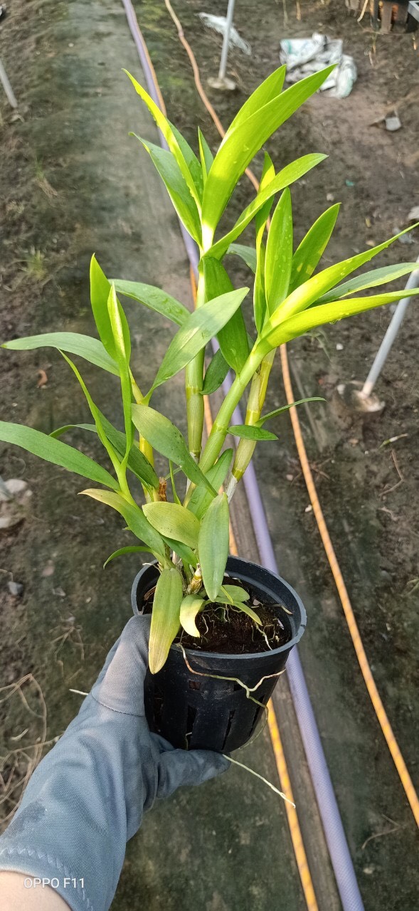 Chậu cây lan Dendro nắng Alba xưa - denalba