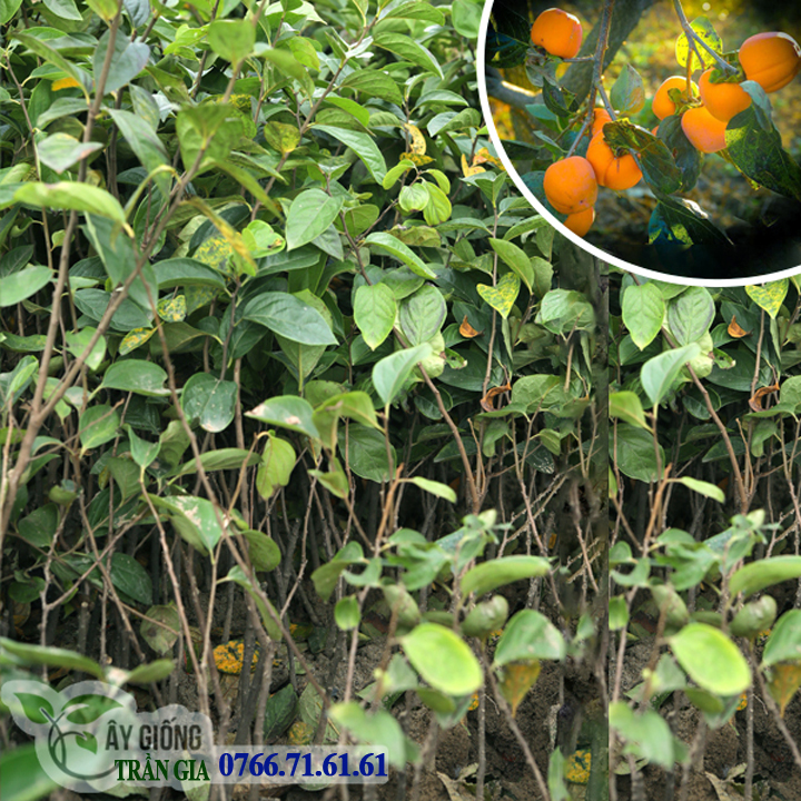 Giống Cây Hồng Giòn Nhật Bản ( 2 cây )