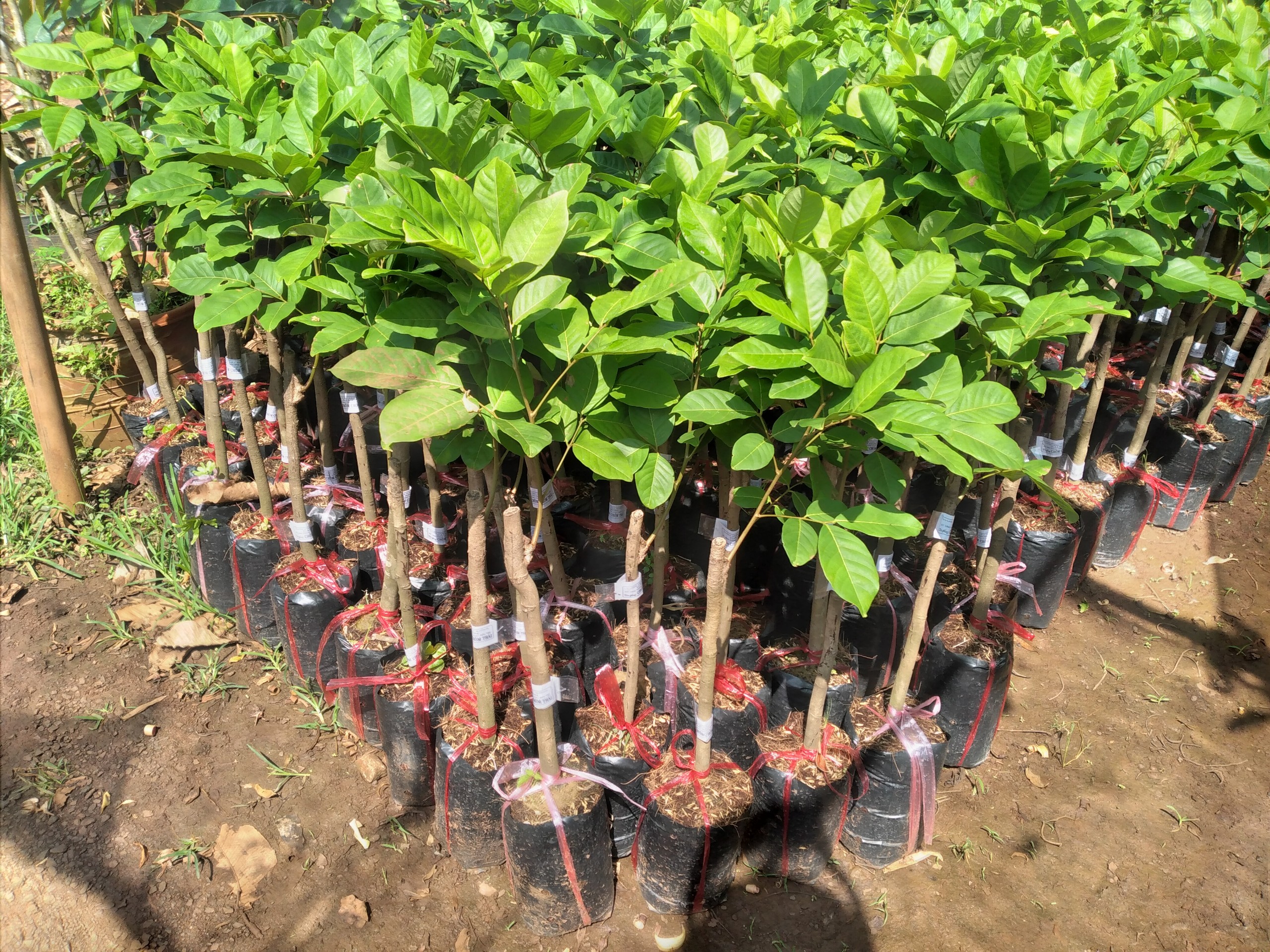 Cây giống Chôm Chôm Nhãn Siêu Trái. [ Cây ghép cho trái sớm ].
