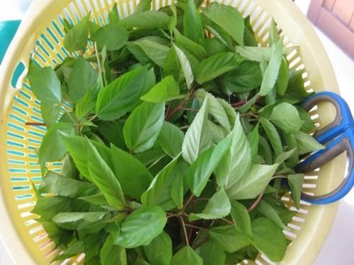 Gói 20g hạt giống rau đay đỏ
