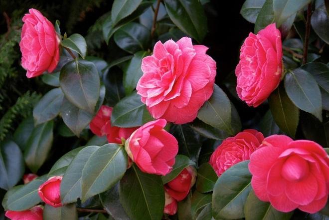Hạt giống hoa Trà My Nhật mix(Camellia)