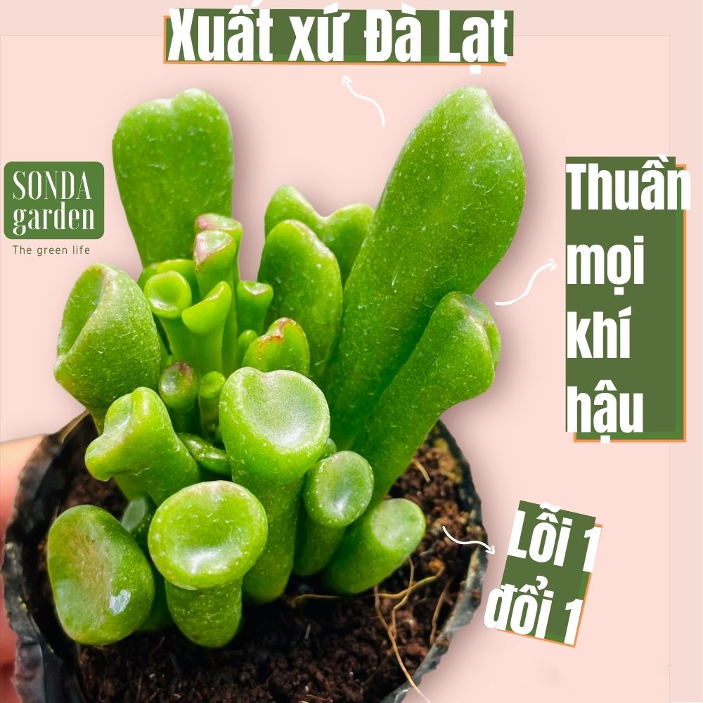 Sen đá ống điếu size bé siêu khoẻ đẹp lỗi 1 đổi 1