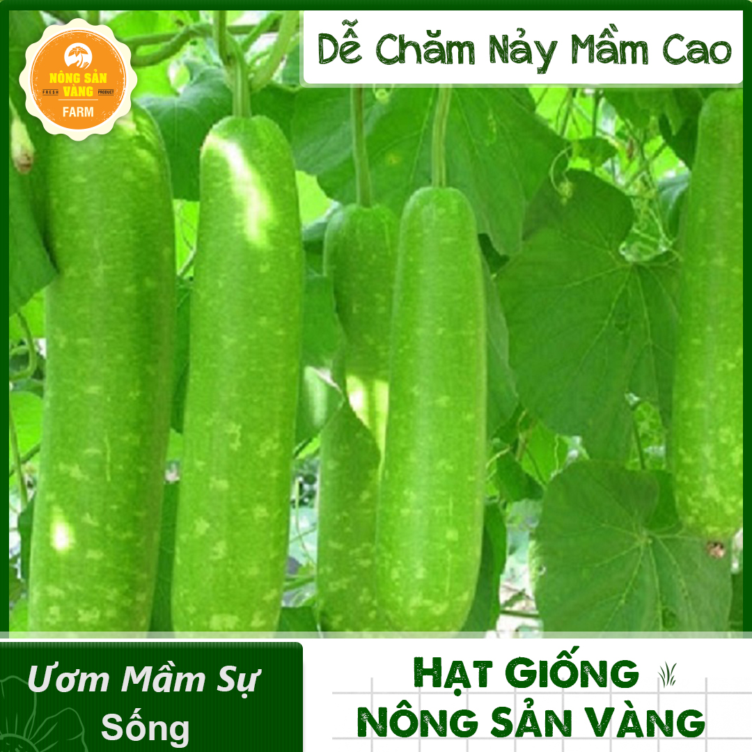 Hạt giống Bầu Dài Bầu Sao Lai ( Gói 10 Hạt ) - Nông Sản Vàng