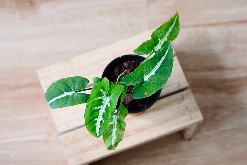 Chậu cây Syngonium wendlandii