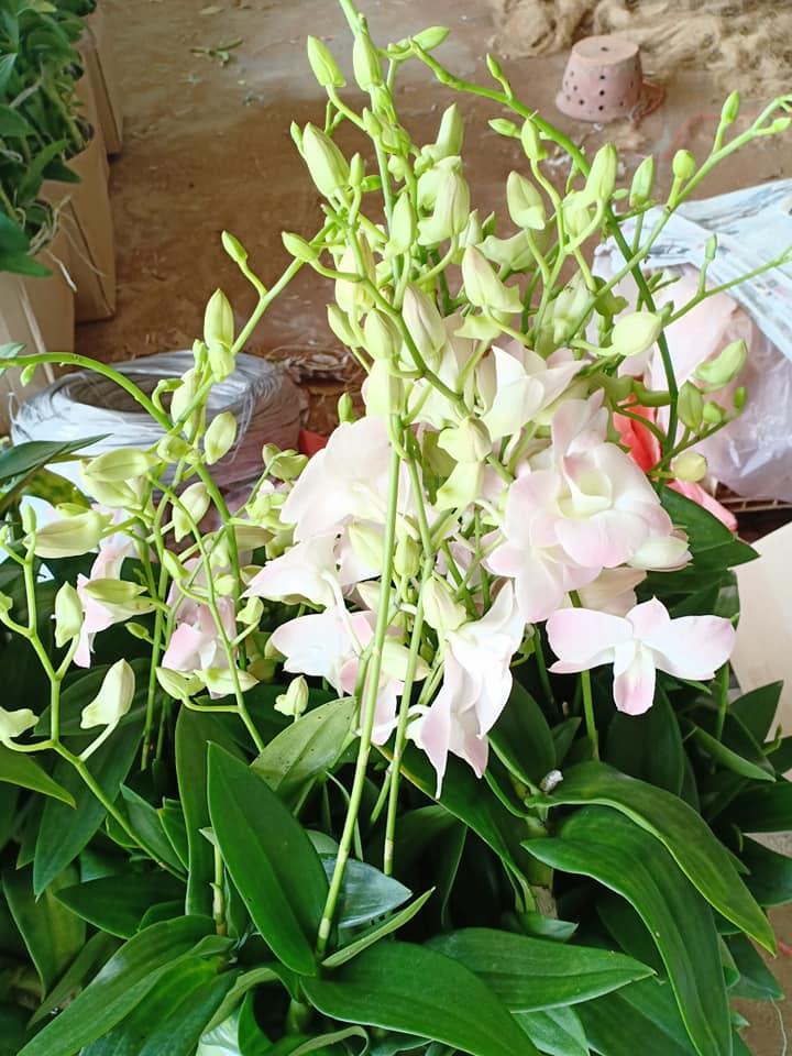 hoa lan denro đủ màu