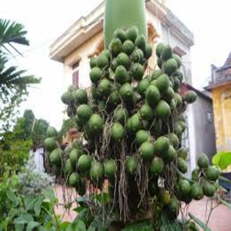 CÂY GIỐNG CAU LÙN TỨ QUÝ