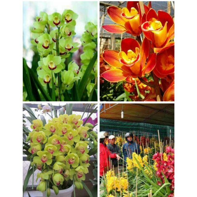 CHẬU HOA Giống Hoa Địa Lan Santo CÓ ĐỦ 10 MÀU