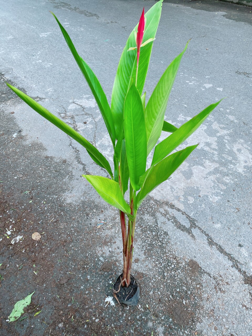 Cây Chuối Mỏ Két