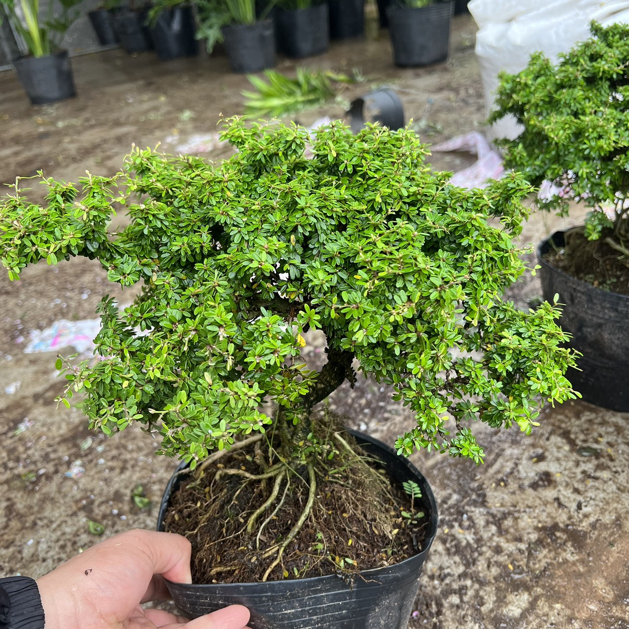 Cây linh sam hạt gạo bonsai (ảnh thật)