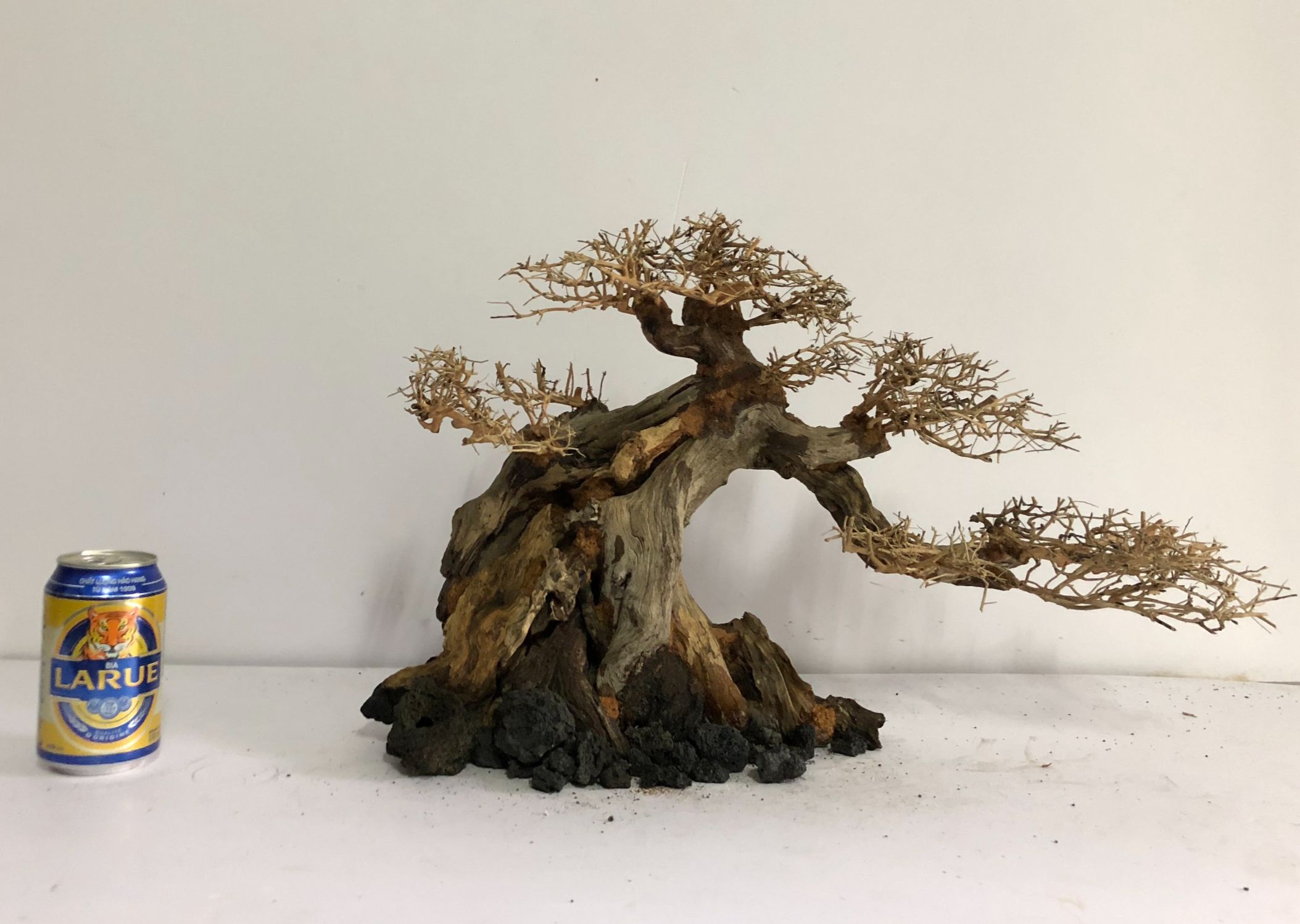 LŨA THUỶ SINH - Dáng Bonsai - Linh sam ghép tán xương