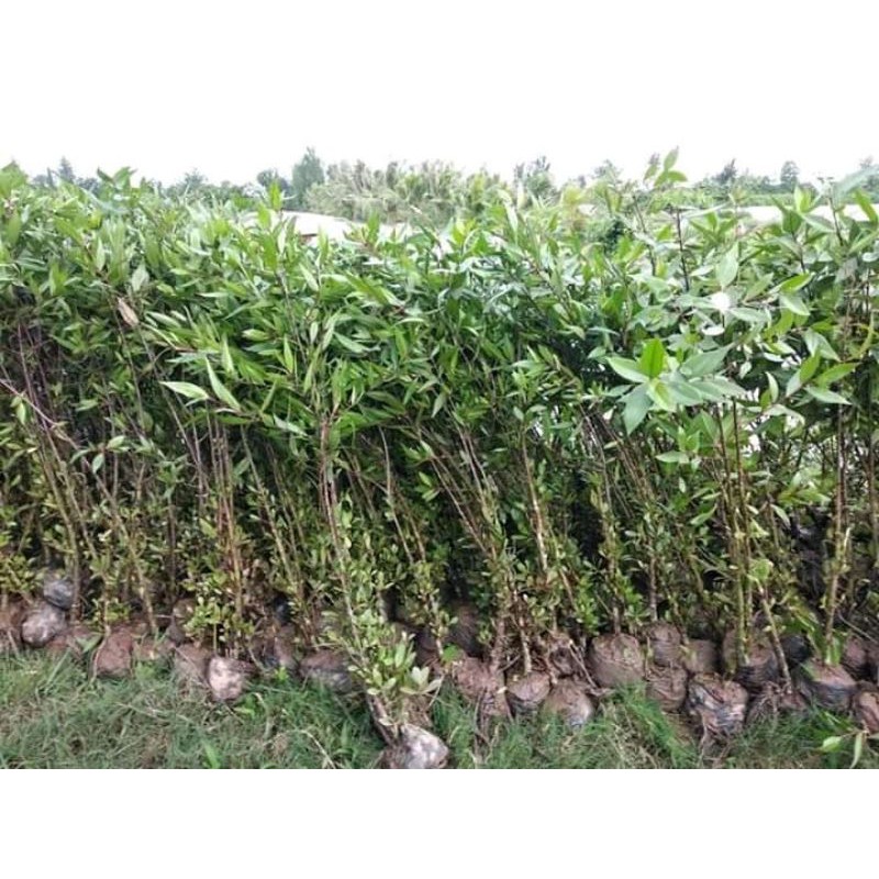 Cây Bần giống cao 50cm -1m 683sp