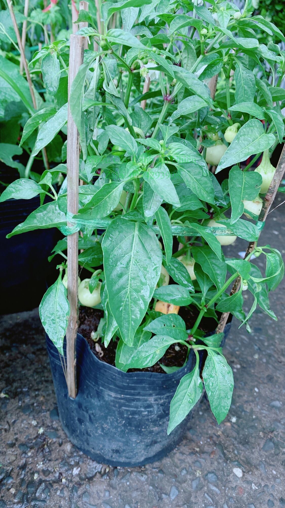 Cây Ớt Cà