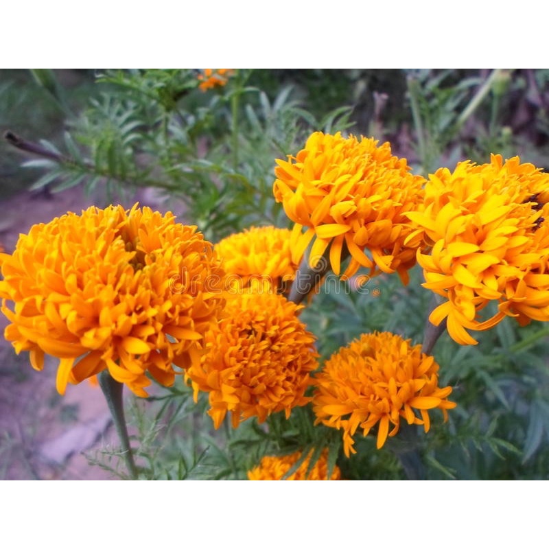 Hạt Giống Cúc Vạn Thọ Châu Phi - African Marigold - 50 Hạt
