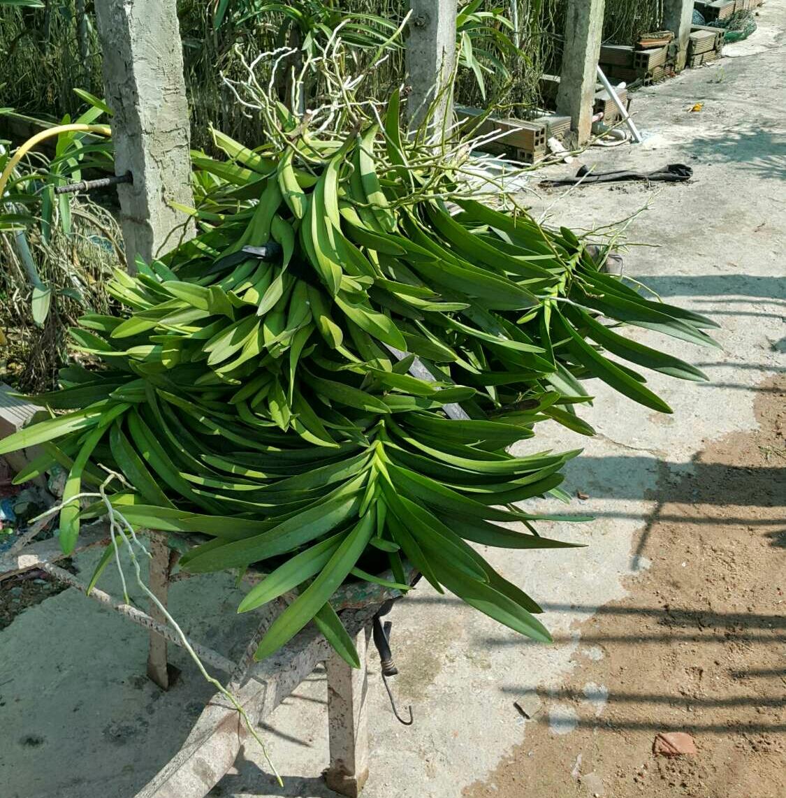 Lan giống Mokara 1 thân màu Tím