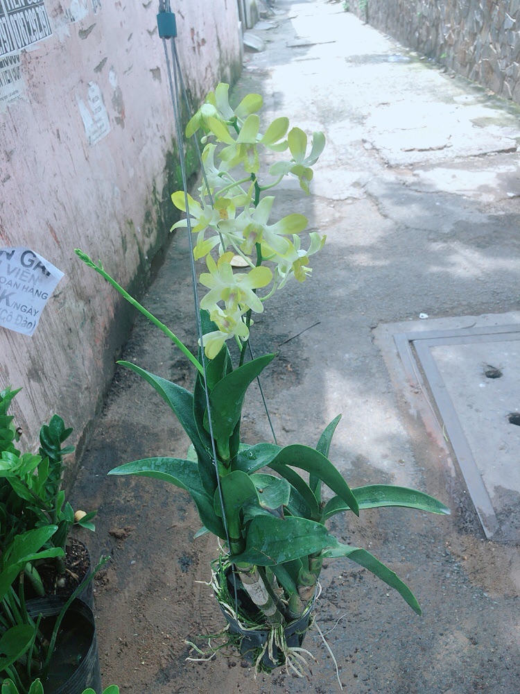 Lan Dendro Vàng Nhạt