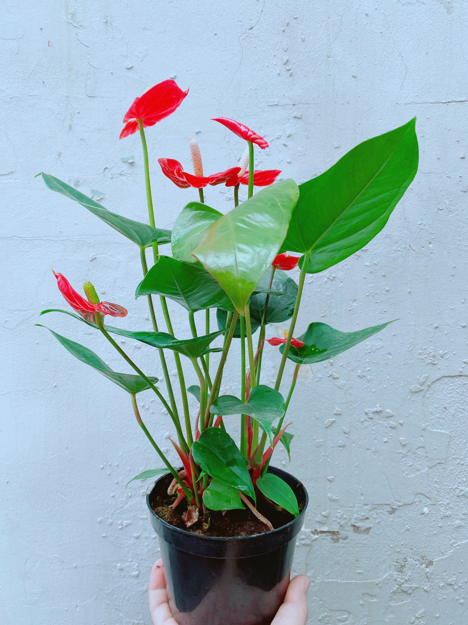 Cây Hồng Môn