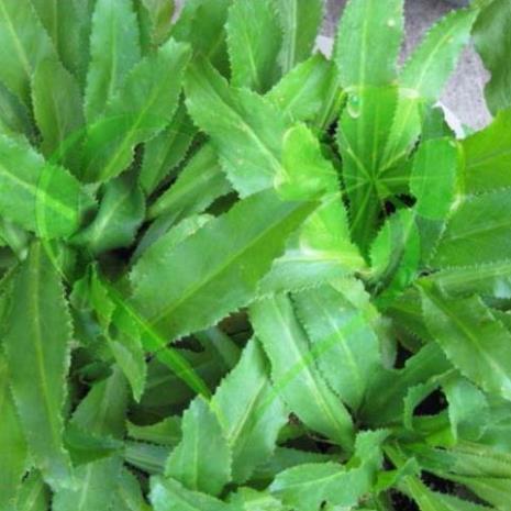 Hạt giống ngò gai - gói 3 gram