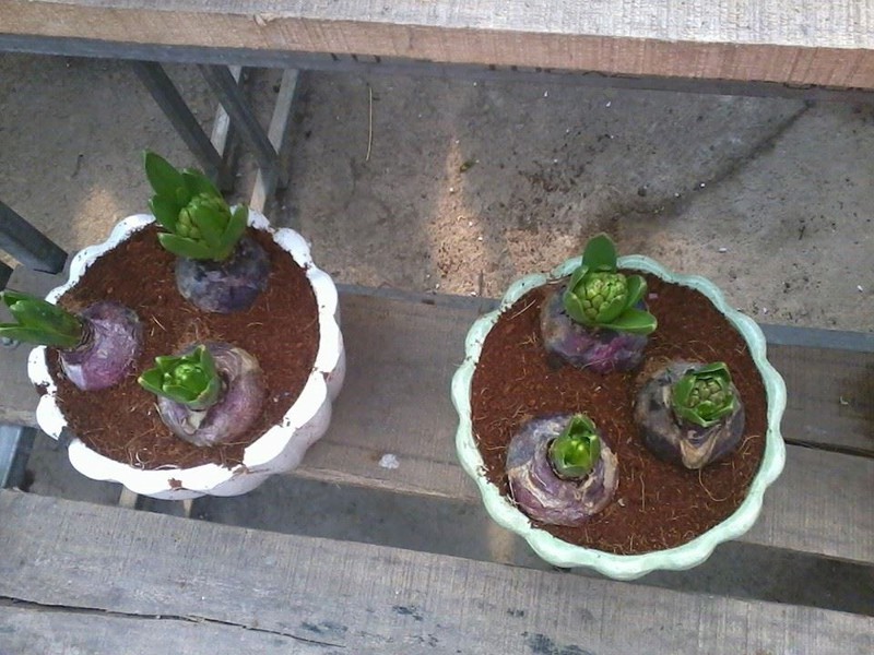 Củ hoa tiên ông hoa màu đỏ - 1 củ