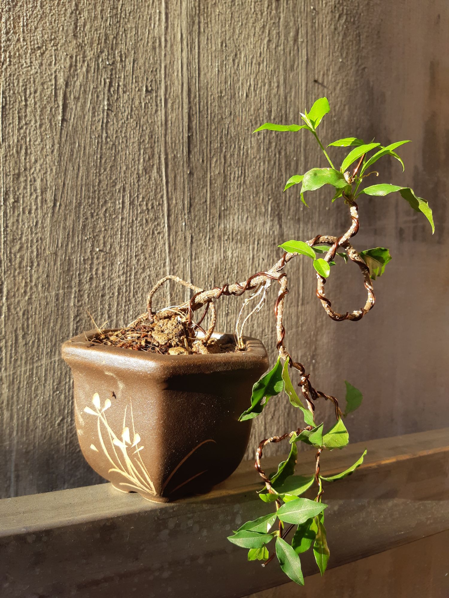 hồng ngọc mai bonsai siêu mini