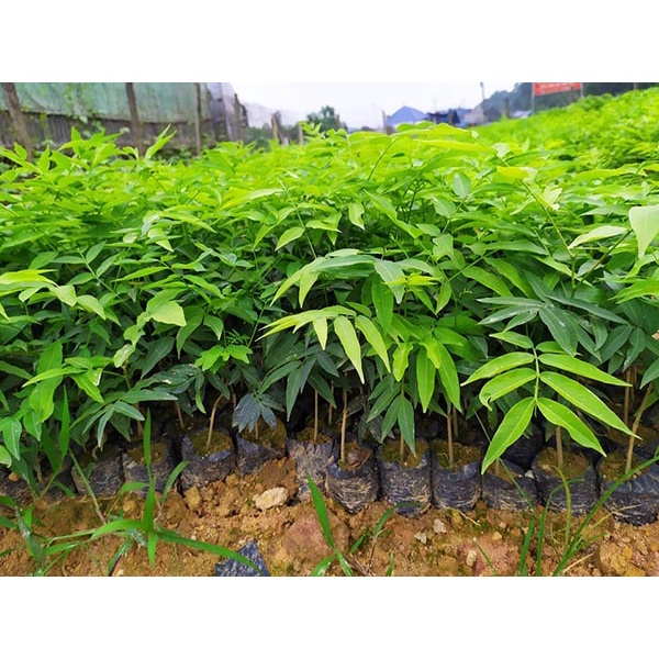 cây giống Bồ Hòn ( chuẩn giống) GFHGFH (ccaay giống đối chứng)
