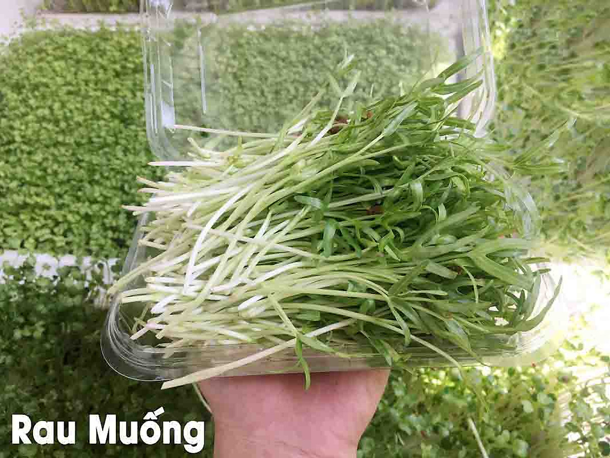 Hạt giống rau muống mầm 50gr