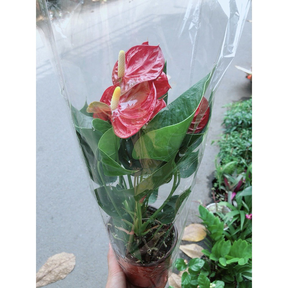 [HCM]Cây Hồng Môn Kèm Chậu Sứ