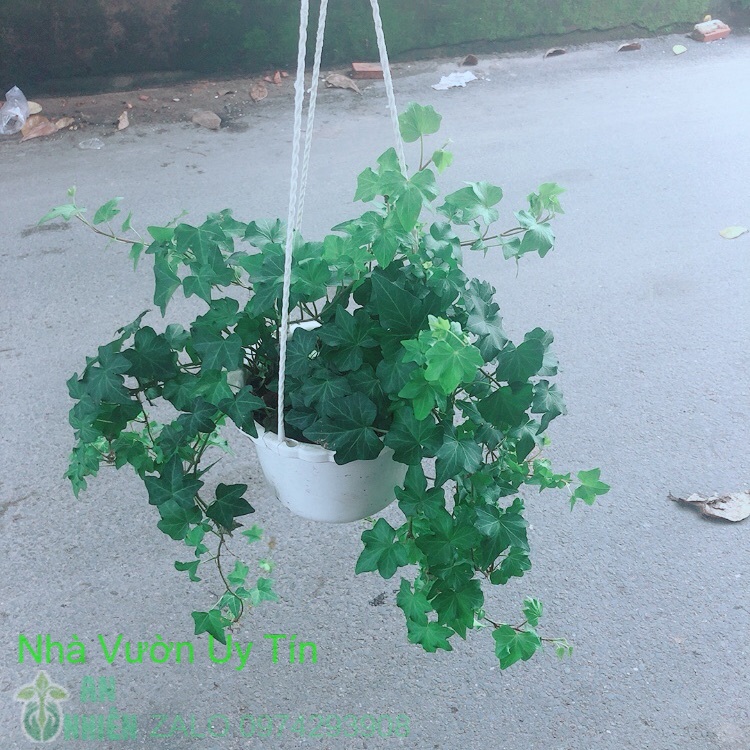 Chậu Cây Thường Xuân