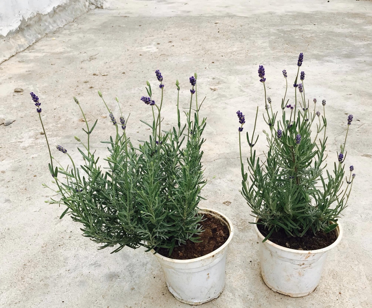 Cây giống hoa oải hương