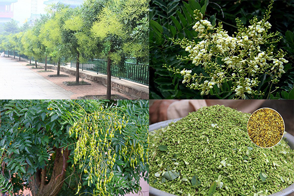 COMBO 2 CÂY GIỐNG CÂY HOA HÒE (HÒE HOA),