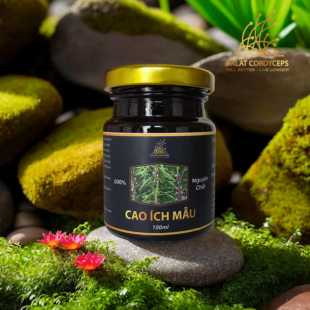 Cao ích mẫu - Dalat Cordyceps