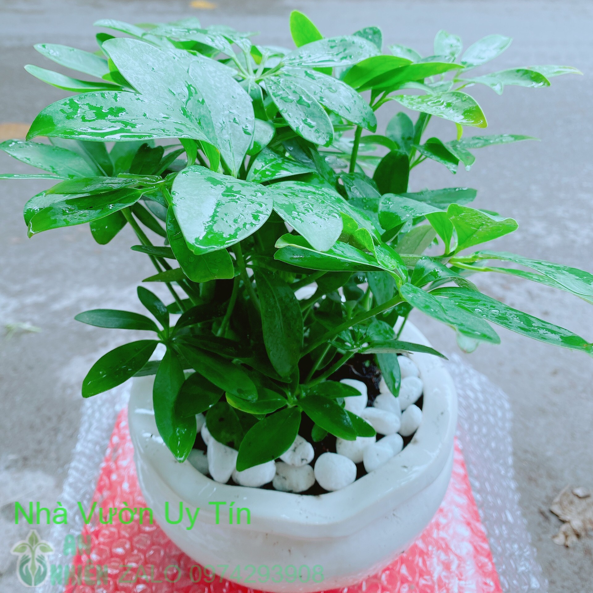Chậu cây ngũ gia bì để bàn