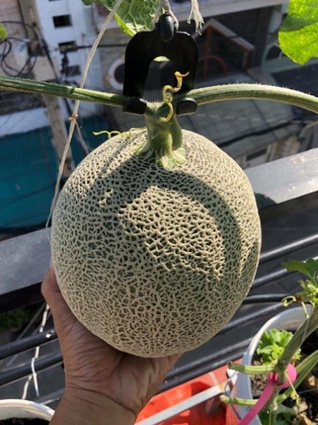 Hạt giống dưa lưới da xanh greenman