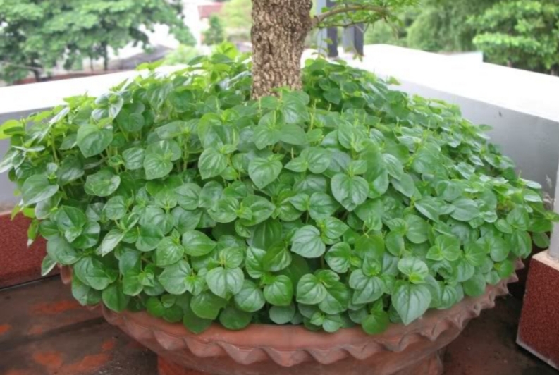 HẠT GIỐNG RAU CÀNG CUA gói 0,5 gram