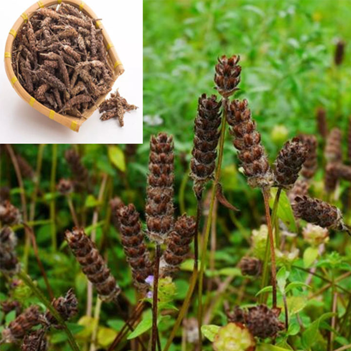 hạ khô thảo 1kg
