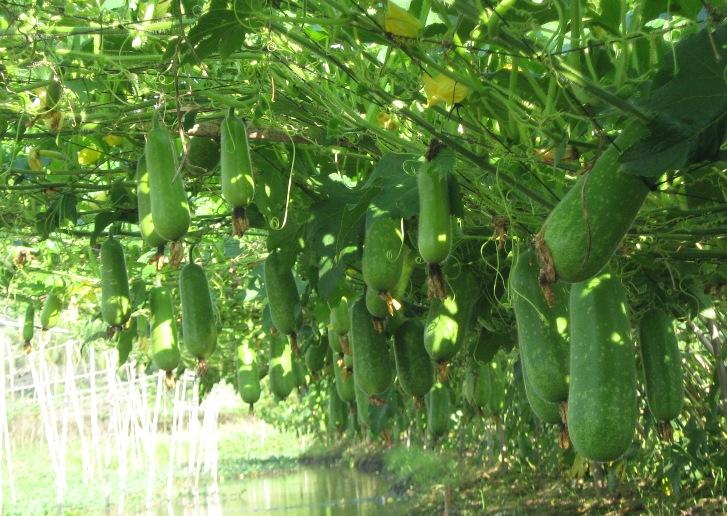 Hạt Giống Bí Đao Chanh F1 20 Hạt