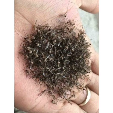 PHUN MUỖI SINH HỌC CỦA BỆNH VIỆN