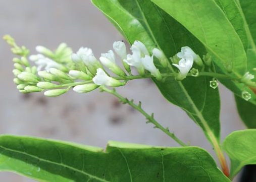 Cây hoa lài Thái thơm chùm hoa dài