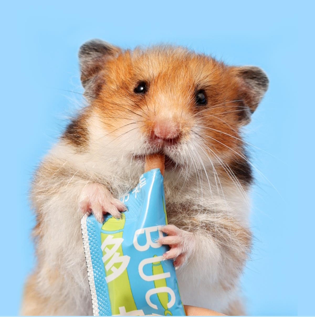 Súp thưởng dinh dưỡng BUCATSTATE cho hamster / sóc/ nhím