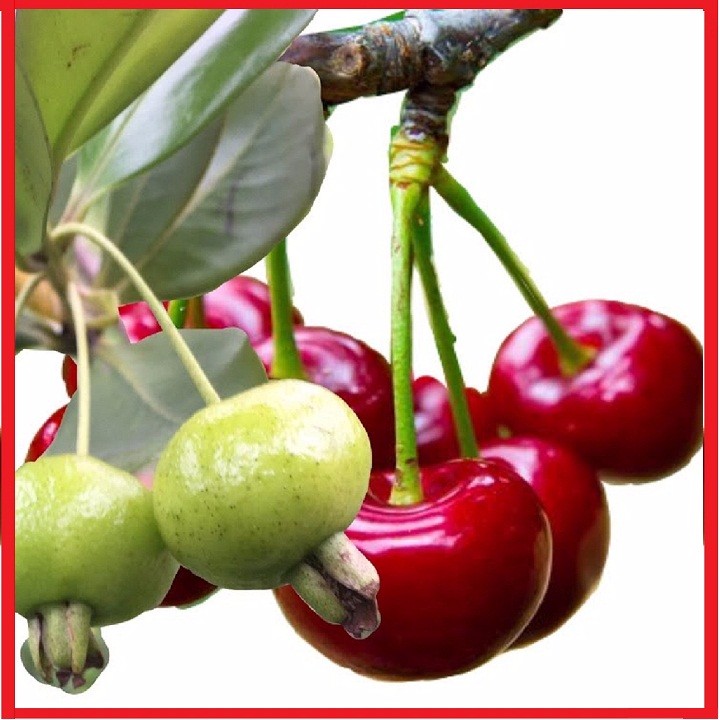 Cây giống cherry Brazil - C031