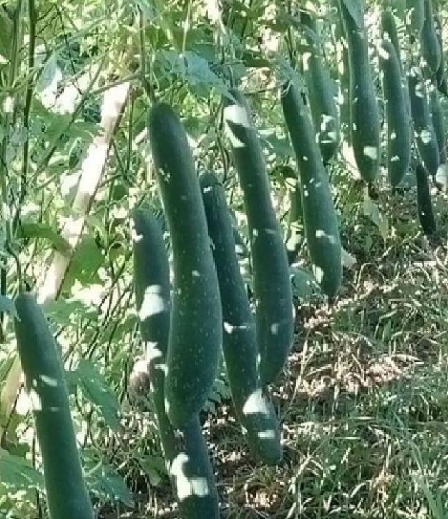 Hạt giống bí xanh dài ( bí sặt ) 1 gói 30 hạt