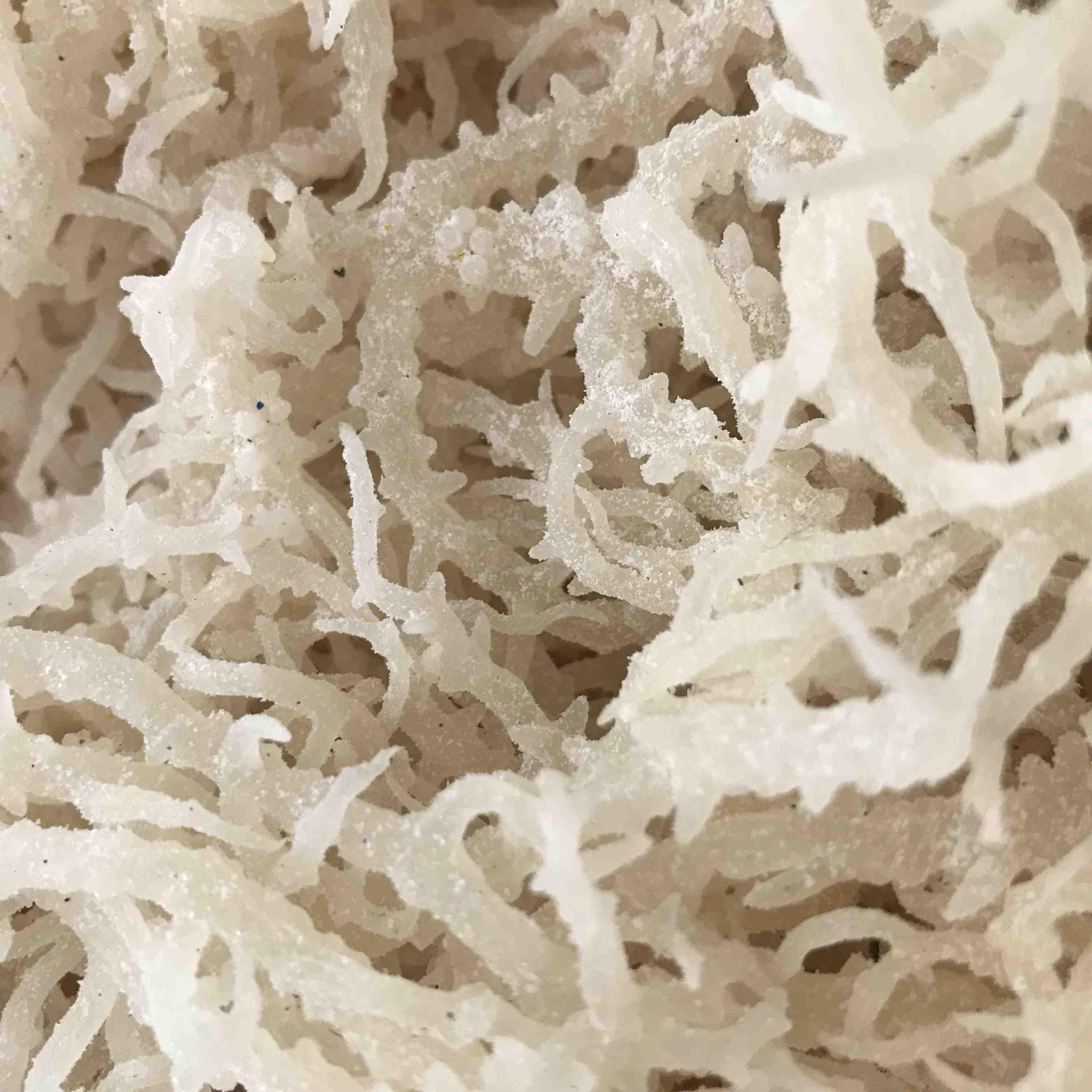 Rong Sụn - Rong Biển Trắng - 1kg