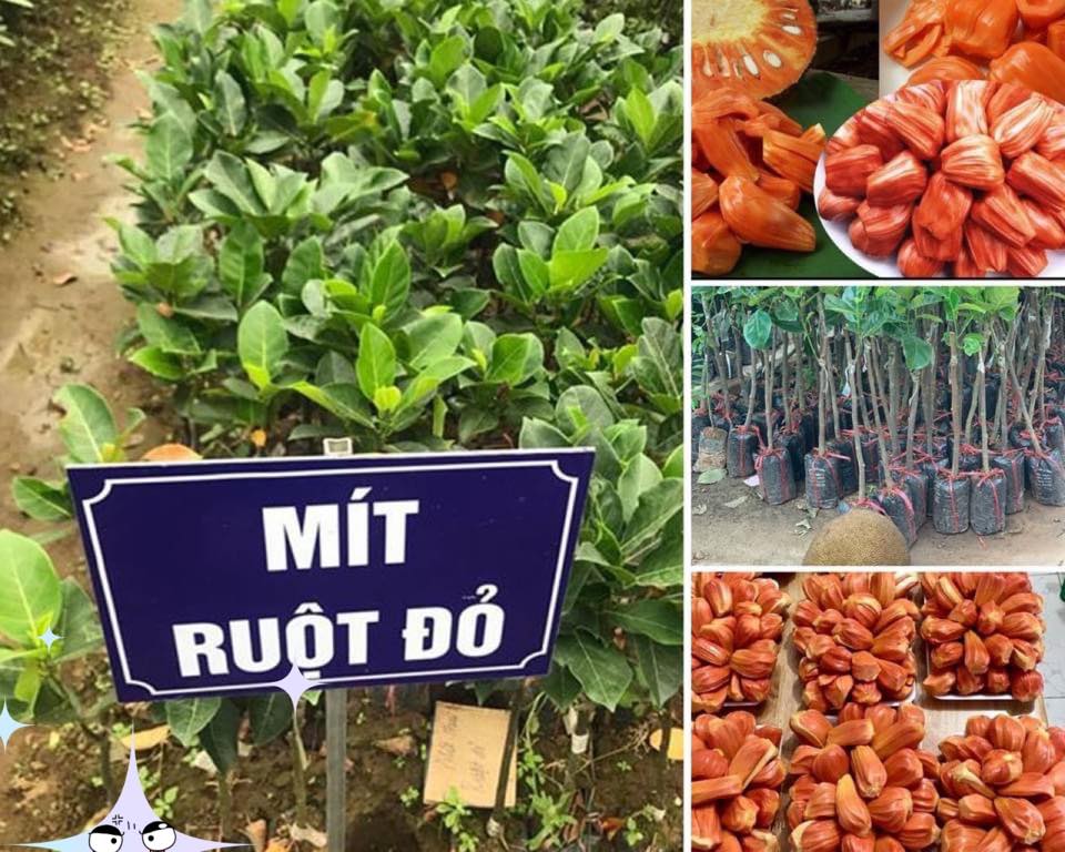 Cây giống Mít Ruột Đỏ xơ Đỏ INDONESIA [ Cây ghép cho trái sớm sau 18 tháng ]. [ CHO TRÁI QUANH NĂM ]