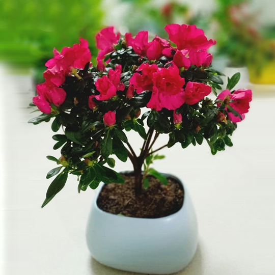 Cây đỗ quyên đang ra hoa