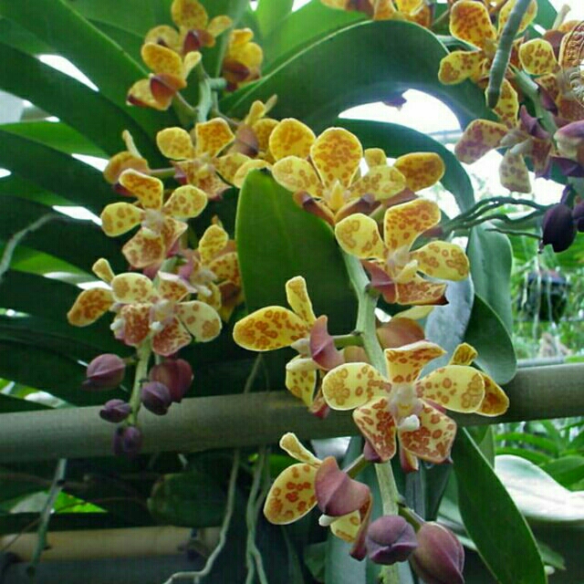 hoa phong lan lan cẩm báo chậu phi 14