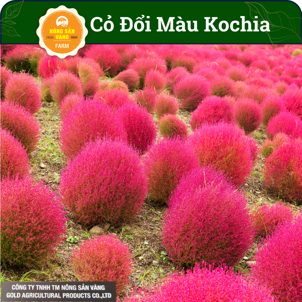 Grass seed Đổi color kochia