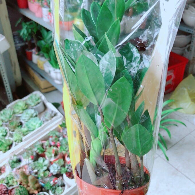 Kim Tiền Thái
