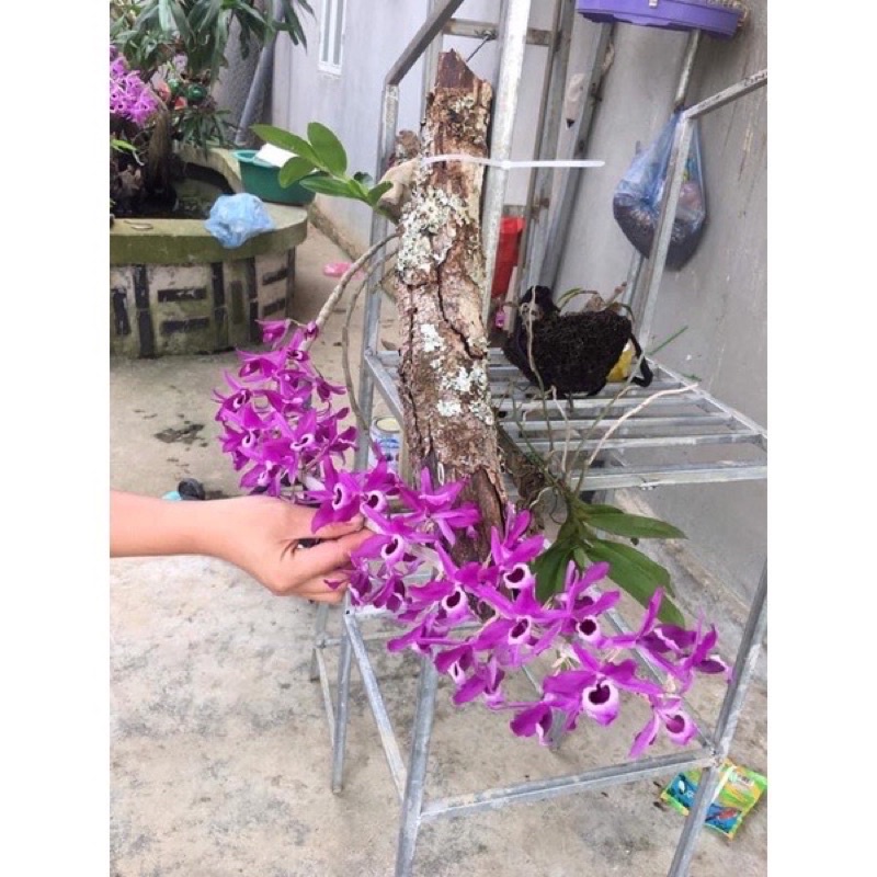 Hoa lan hoàng thảo kèn(1 bó)